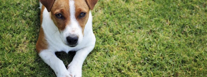 chien de confidentialité